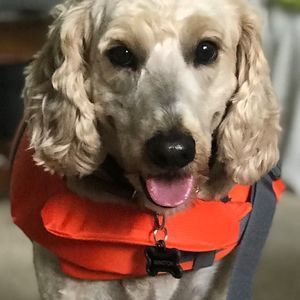 Meet your Posher, Beau